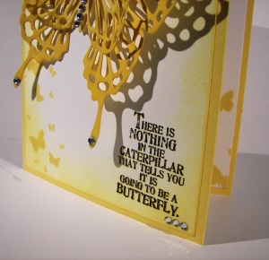 One Butterfly Too Many?  I Think Not...